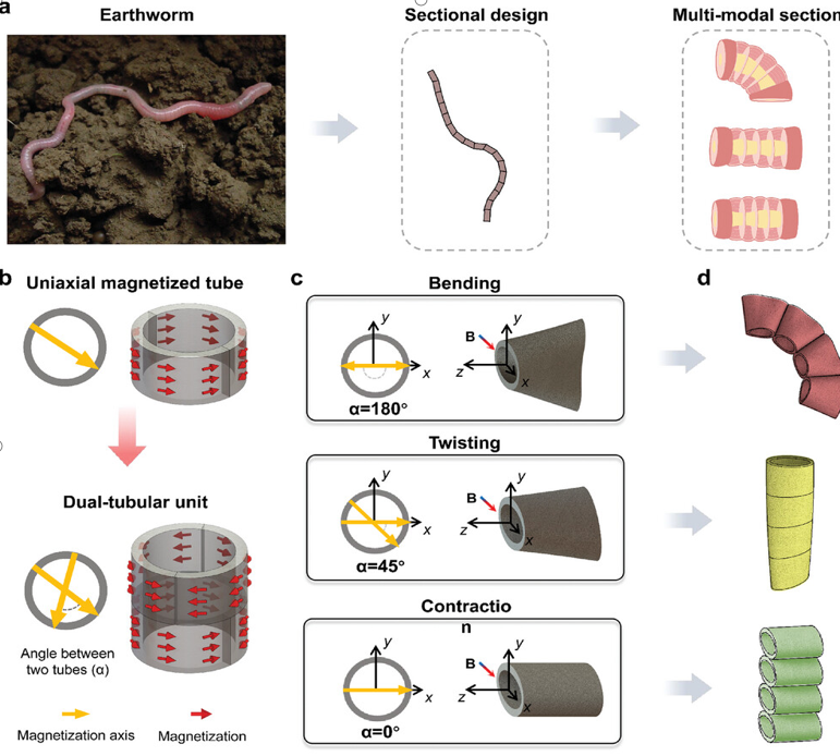 Annelids-Inspired Modular Design of Multi-Modal Deformation for Magnetic Soft Robots